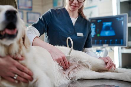 Ultrasound Systems for Veterinarians